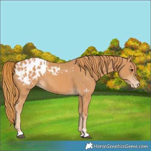 Horse Color:Chestnut Appaloosa