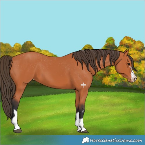 Horse Color:Bay Appaloosa
