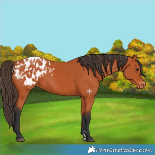 Horse Color:Bay Appaloosa