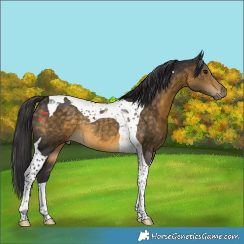 Horse Color:Buckskin Tobiano Rabicano 