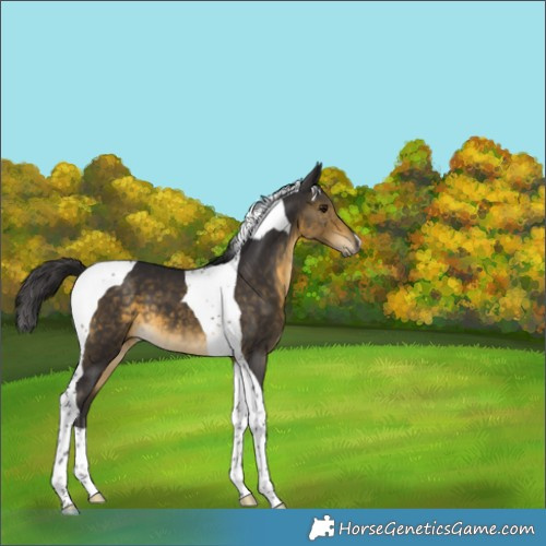 Horse Color:Buckskin Tobiano