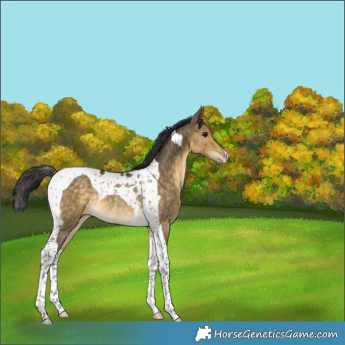 Horse Color:Buckskin Dun Tobiano Rabicano 