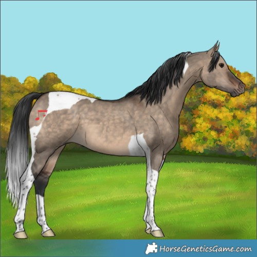 Horse Color:Brown Dun Tobiano 