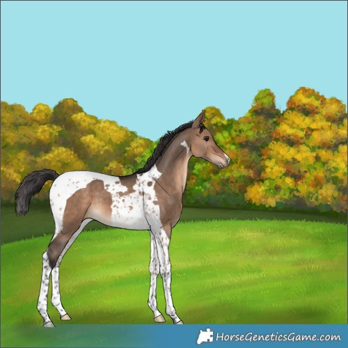 Horse Color:Brown Dun Tobiano 