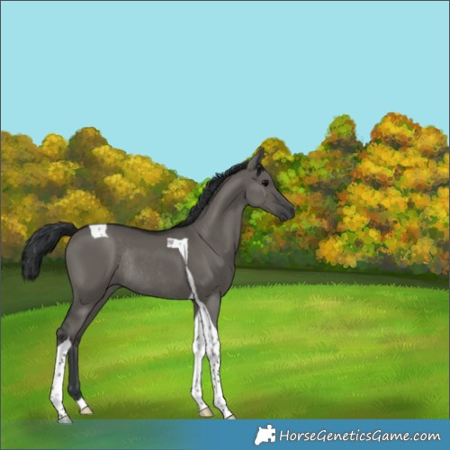 Horse Color:Grullo Tobiano Rabicano