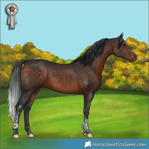 Horse Color:Brown Tobiano 