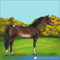 Horse Color:Brown Tobiano 