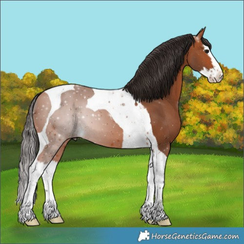 Horse Color:Bay Splash Tobiano 