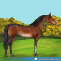 Horse Color:Brown Tobiano 