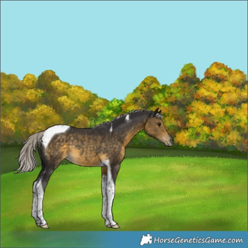 Horse Color:Silver Buckskin Tobiano Rabicano 