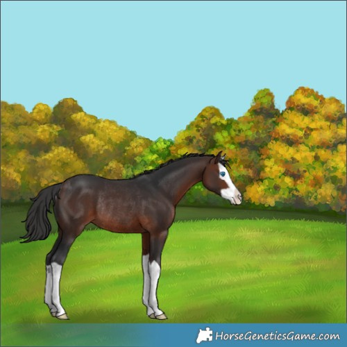 Horse Color:Brown Splash Rabicano
