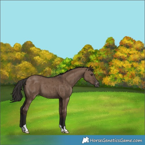 Horse Color:Liver Red Dun Varnish Brindle 