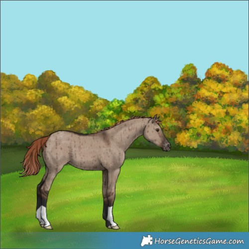 Horse Color:Liver Red Dun Appaloosa Brindle