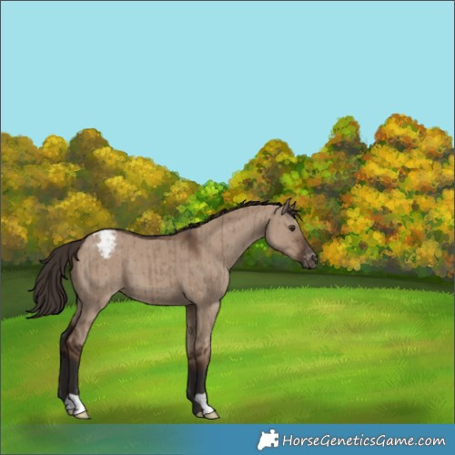 Horse Color:Liver Red Dun Appaloosa Brindle
