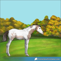Horse Color:Bay Ice Roan Splash Tobiano Varnish Rabicano 