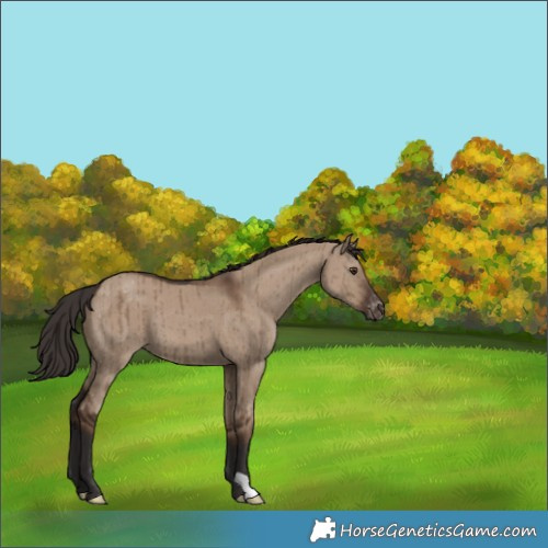 Horse Color:Liver Red Dun Varnish Brindle 