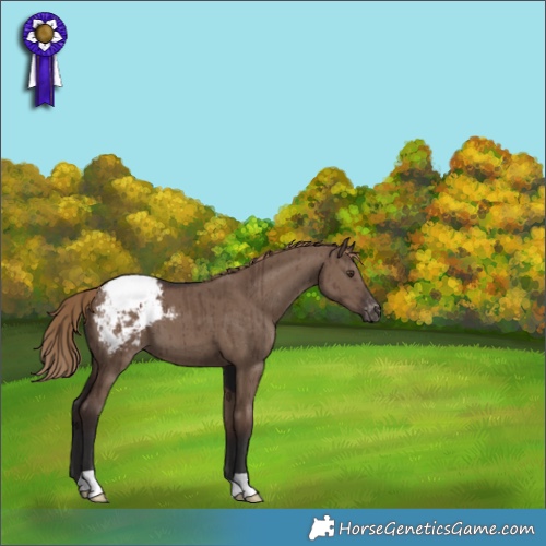 Horse Color:Liver Red Dun Appaloosa Brindle 