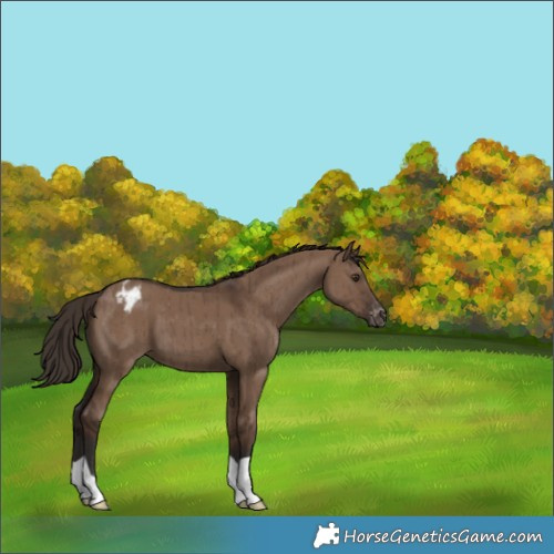 Horse Color:Liver Red Dun Appaloosa Brindle 