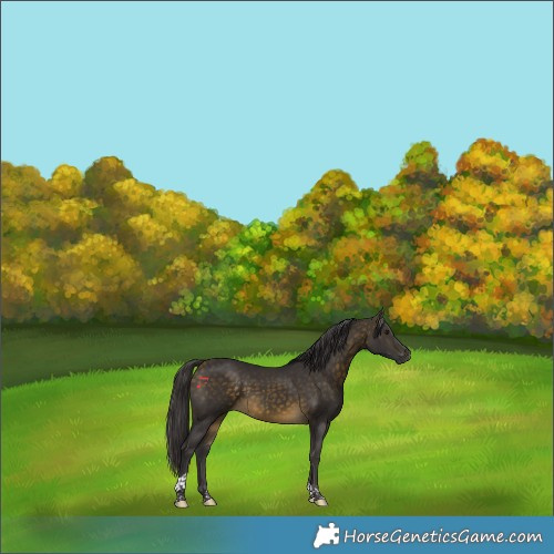 Horse Color:Buckskin Tobiano 