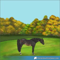 Horse Color:Buckskin Tobiano 
