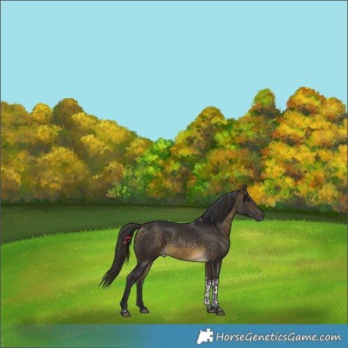 Horse Color:Buckskin Tobiano 