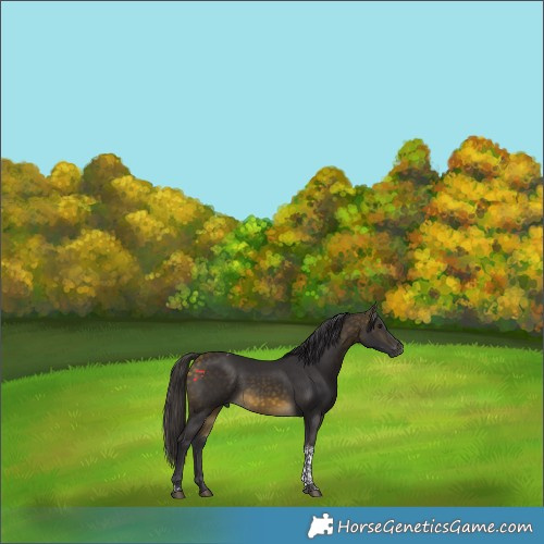 Horse Color:Buckskin Tobiano 