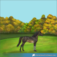 Horse Color:Buckskin Tobiano 