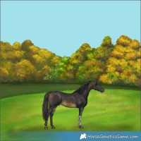 Horse Color:Buckskin Tobiano 