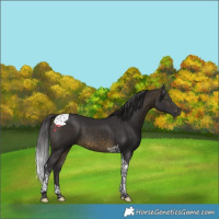 Horse Color:Buckskin Tobiano