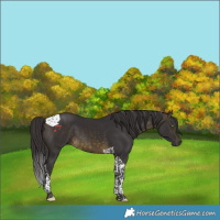 Horse Color:Buckskin Tobiano 