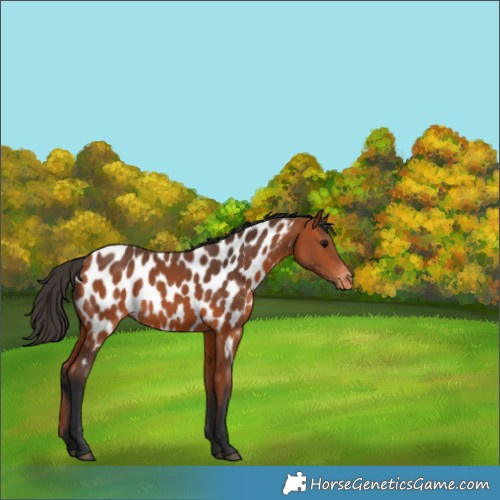 Horse Color:Bay Appaloosa 