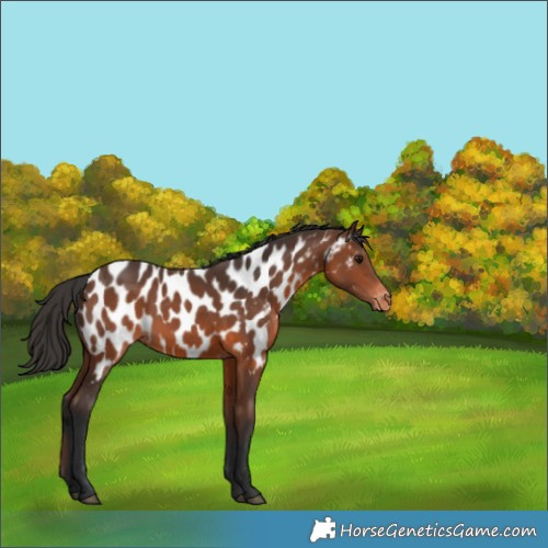 Horse Color:Brown Appaloosa 