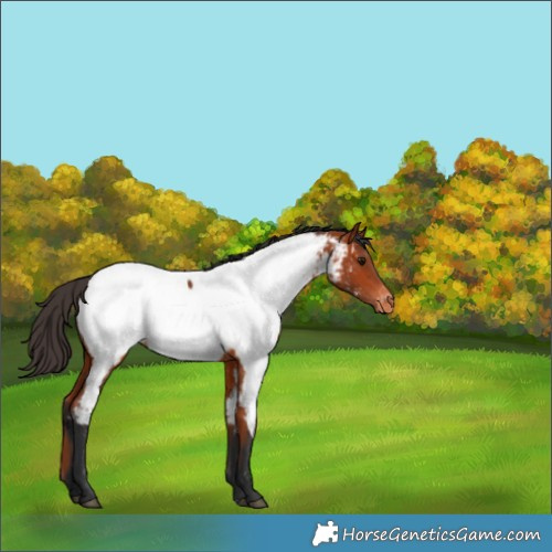 Horse Color:Bay Appaloosa 