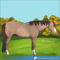 Horse Color:Amber Champagne 