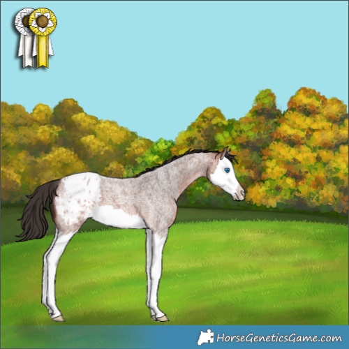 Horse Color:Bay Roan Splash Appaloosa 