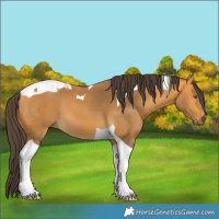 Horse Color:Buckskin Tobiano 