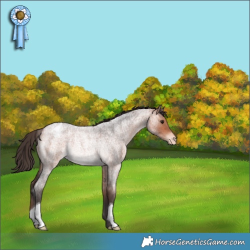 Horse Color:Bay Roan Appaloosa Rabicano 