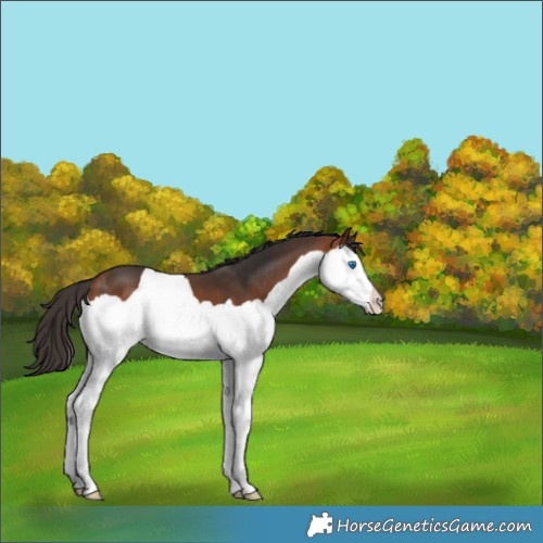 Horse Color:Bay Splash 