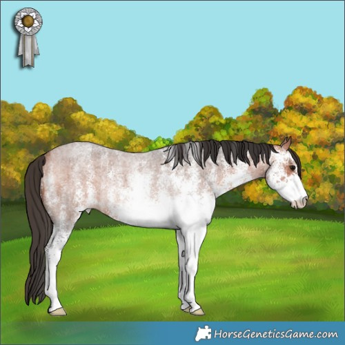 Horse Color:White Spotted Bay Roan Rabicano