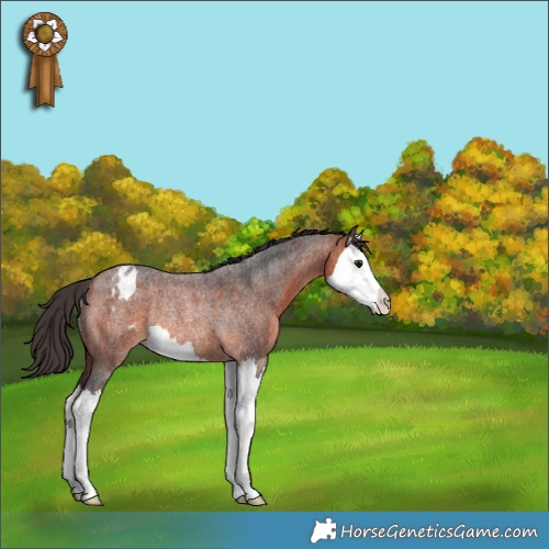 Horse Color:Bay Roan Splash Appaloosa Rabicano 