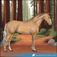 Horse Color:Palomino Appaloosa 