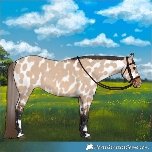 Horse Color:Bay Dun Leopard 