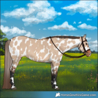 Horse Color:Bay Dun Appaloosa 