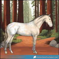Horse Color:Amber Cream Champagne Appaloosa 
