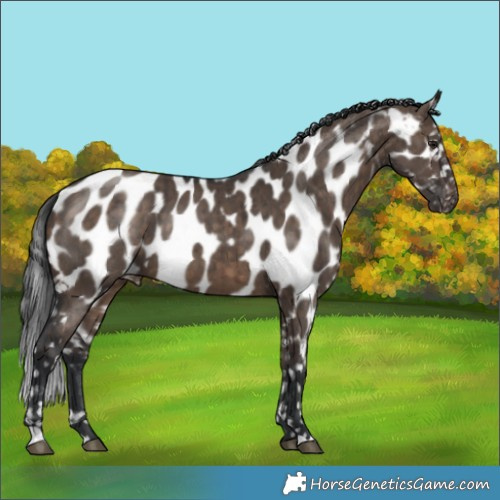 Horse Color:Brown Dun Appaloosa Brindle 