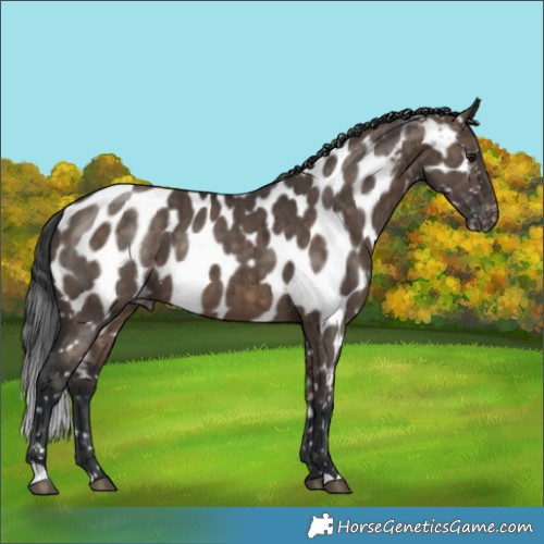 Horse Color:Brown Dun Appaloosa Brindle 