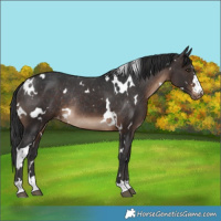 Horse Color:White Spotted Brown Varnish Rabicano