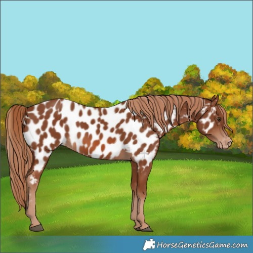 Horse Color:Chestnut Near Leopard 