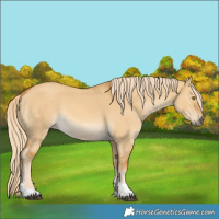 Horse Color:Palomino Dun Tobiano 