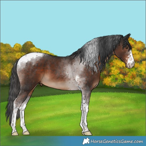 Horse Color:Liver Chestnut Tobiano